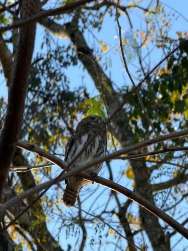 Ferruginous Pygmy-Owl
