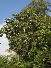 Cecropia palmata