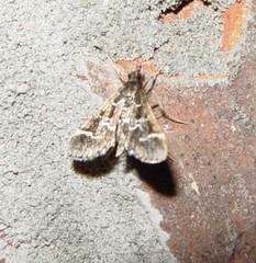 Diasemiodes janassialis