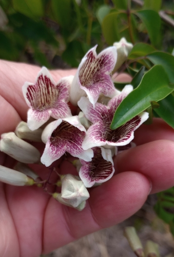 wonga vine