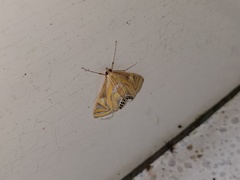 Eoophyla conjunctalis