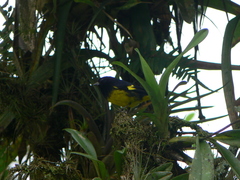 Spinus xanthogastrus