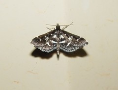 Diasemiodes janassialis