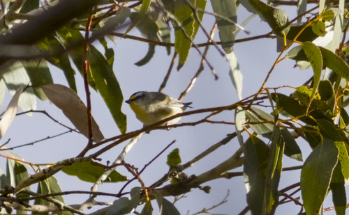 Striated Pardalote