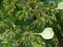 Calycophyllum candidissimum, photograph (c) Alexis López Hernández, some rights reserved (CC BY)