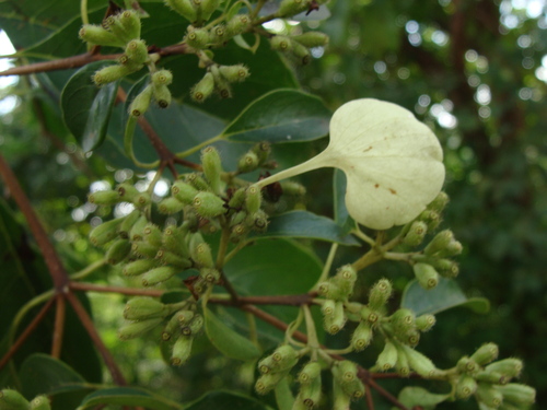 Calycophyllum candidissimum, photograph 5