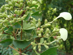 Calycophyllum candidissimum, photograph (c) Alexis López Hernández, some rights reserved (CC BY)