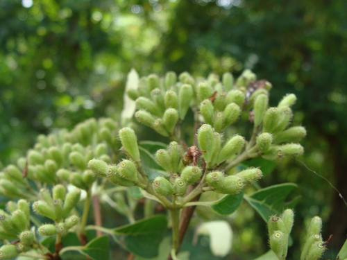 Calycophyllum candidissimum, photograph 2