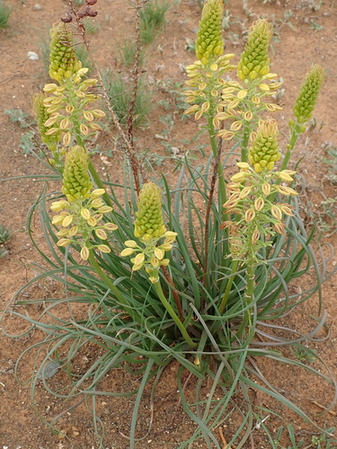 Bulbine abyssinica A.Rich.