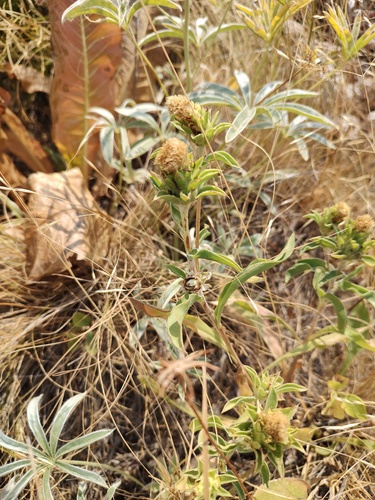 Pyrrocoma carthamoides