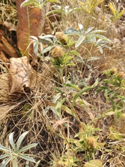 Pyrrocoma carthamoides