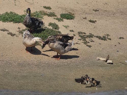 Mallard