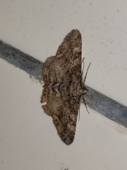 Alcis taiwanovariegata