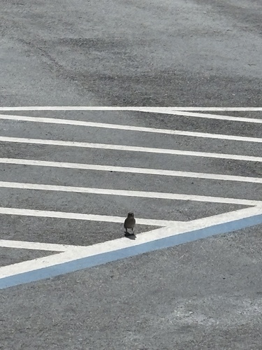 House Sparrow