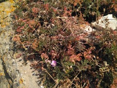 Erodium foetidum