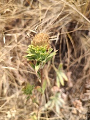 Pyrrocoma carthamoides, photograph author not stated, no rights reserved