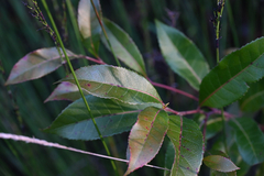Elaeocarpus reticulatus, photograph (c) Bryce Watts-Parker, some rights reserved (CC BY)