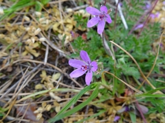 Erodium cicutarium