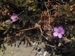 Erodium foetidum