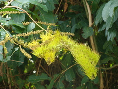Combretum fruticosum, photograph (c) Alexis López Hernández, some rights reserved (CC BY)