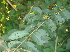 Combretum fruticosum, photograph (c) Alexis López Hernández, some rights reserved (CC BY)