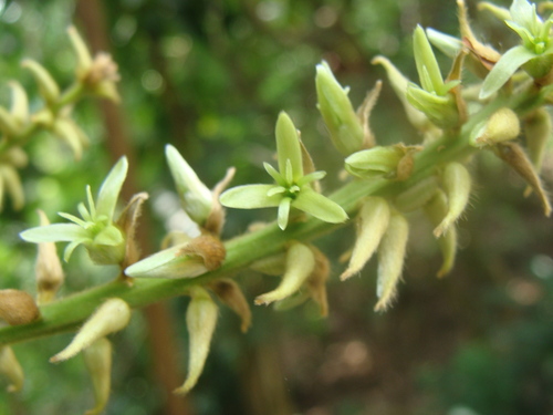 Triplaris melaenodendron, photograph 5