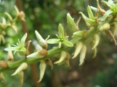 Triplaris melaenodendron, photograph (c) Alexis López Hernández, some rights reserved (CC BY)
