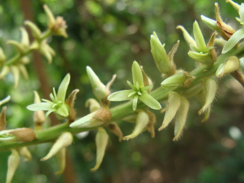 Triplaris melaenodendron, photograph 1