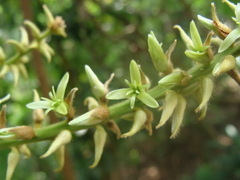 Triplaris melaenodendron, photograph (c) Alexis López Hernández, some rights reserved (CC BY)