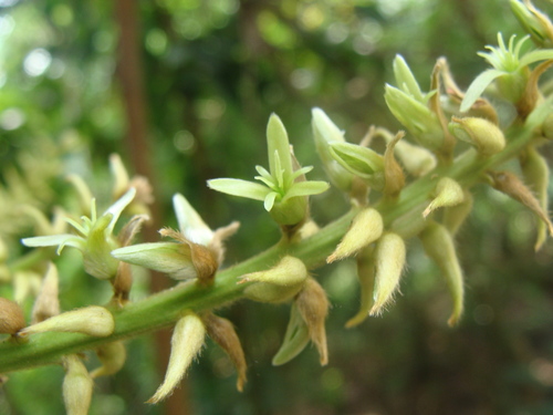 Triplaris melaenodendron, photograph 4