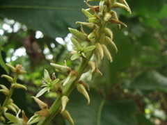 Triplaris melaenodendron, photograph (c) Alexis López Hernández, some rights reserved (CC BY)