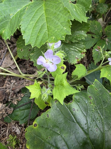 Hydrophyllum appendiculatum, photograph 1