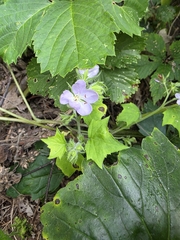 author not stated, no rights reserved Hydrophyllum appendiculatum, photograph author not stated, no rights reserved