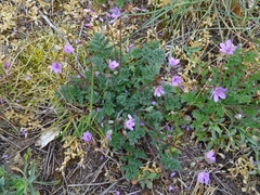 Erodium cicutarium