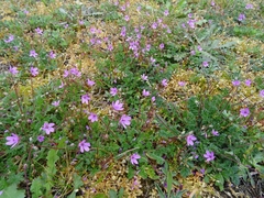 Erodium cicutarium