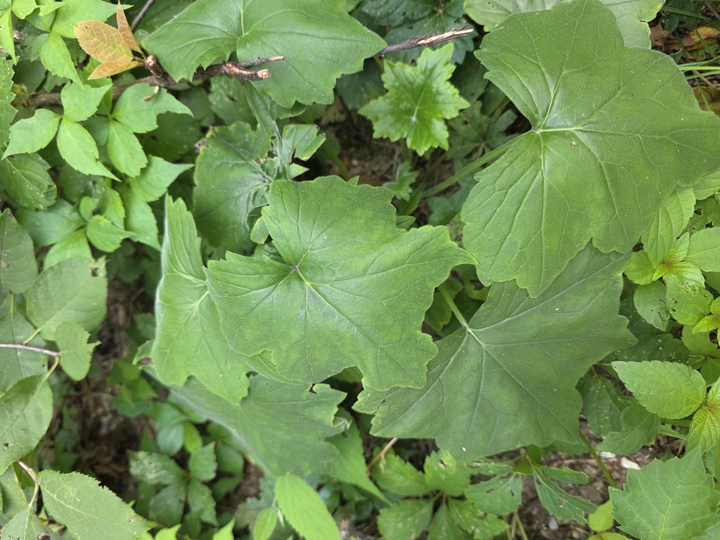 Hydrophyllum appendiculatum; photograph author not stated, no rights reserved