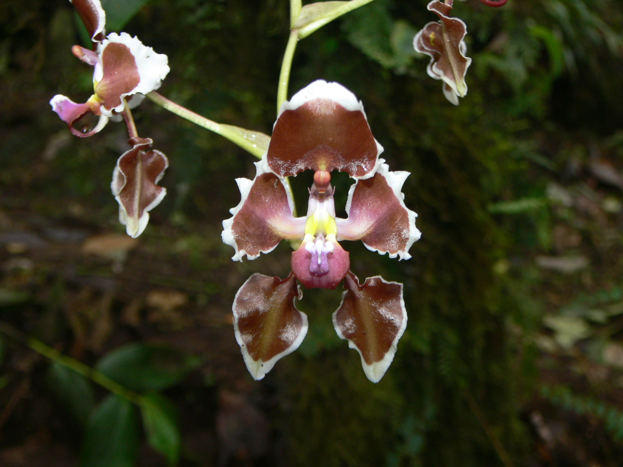 Cyrtochilum geniculatum Königer 2
