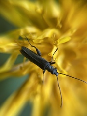 Oedemera virescens
