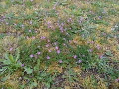 Erodium cicutarium