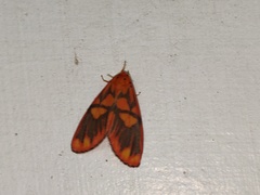 Matsumursine horishanella