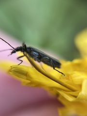 Oedemera virescens