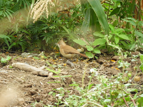 Crested Hornero (Furnarius cristatus), photo 6