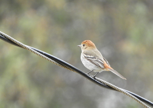 Cinereous Tyrant (Knipolegus striaticeps), photo 10