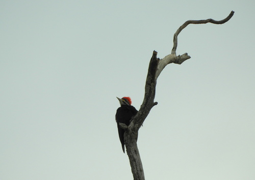 Black-bodied Woodpecker (Dryocopus schulzii), photo 4