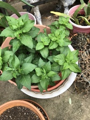 Platycodon grandiflorus