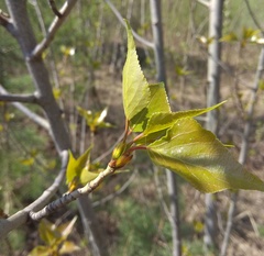 Populus × sibirica