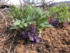 Hydrophyllum alpestre