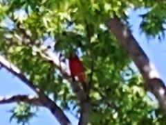 Cardinalis cardinalis