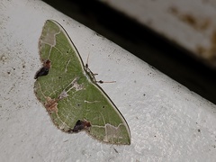 Comibaena subdelicata