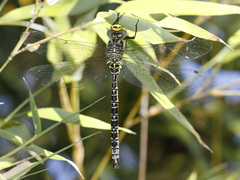 Caliaeschna microstigma